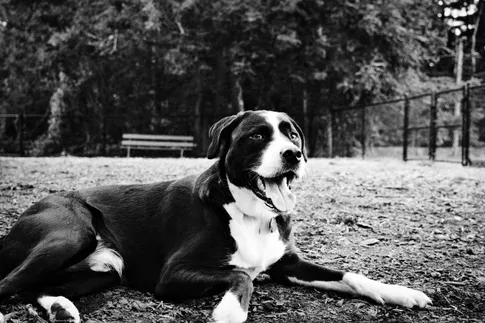 lloydBw
